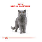 Royal Canin Adult British Shorthair pienso para gatos, , large image number null